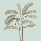 Botanical Art Posters