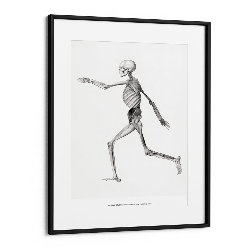 George Stubbs - Human Skeleton Canvas Painting - XS / Matte Paper / Rolled Art - Nook At You