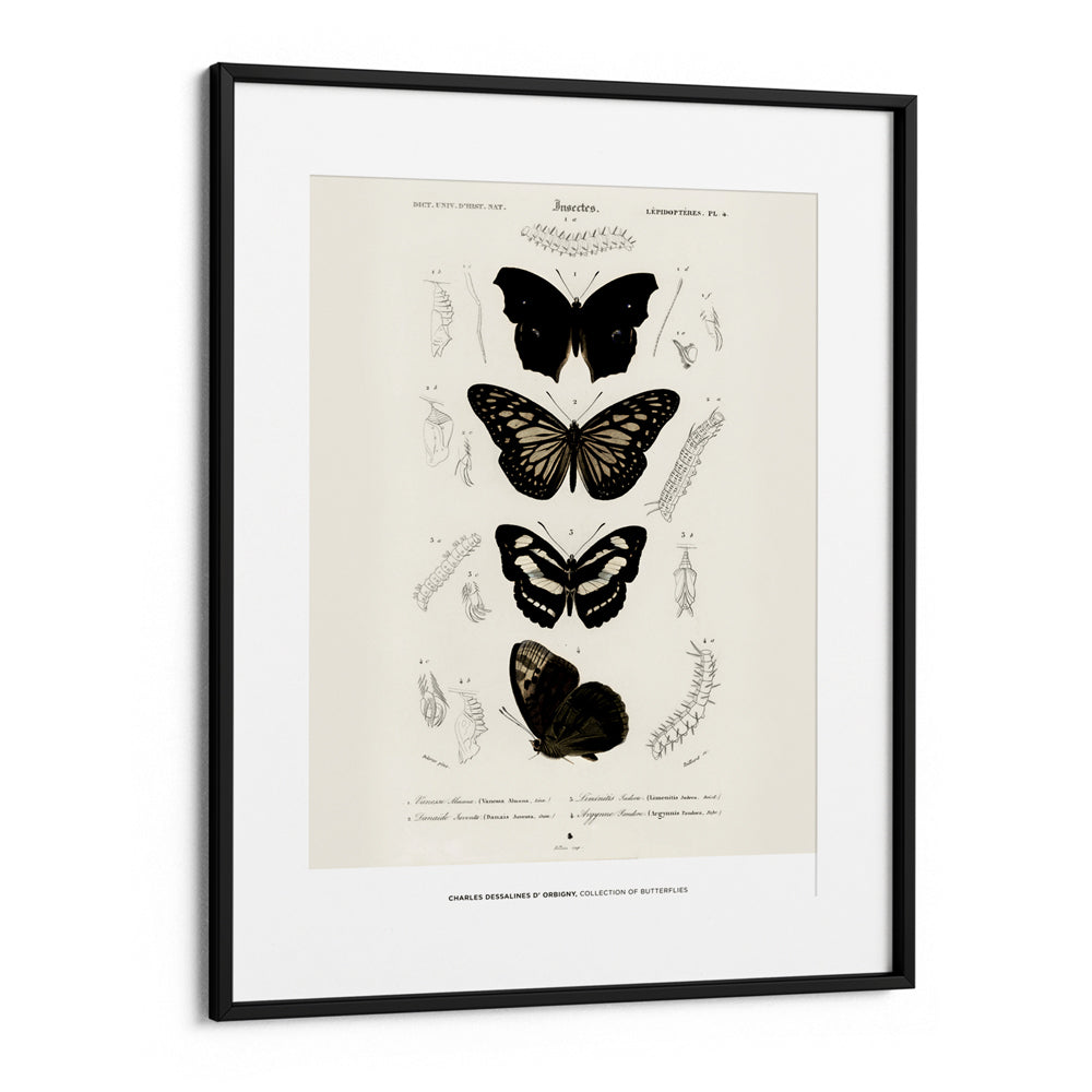 Charles Dessalines D_ Orbigny - Collection of Butterflies - XS / Matte Paper / Rolled Art - Nook At You