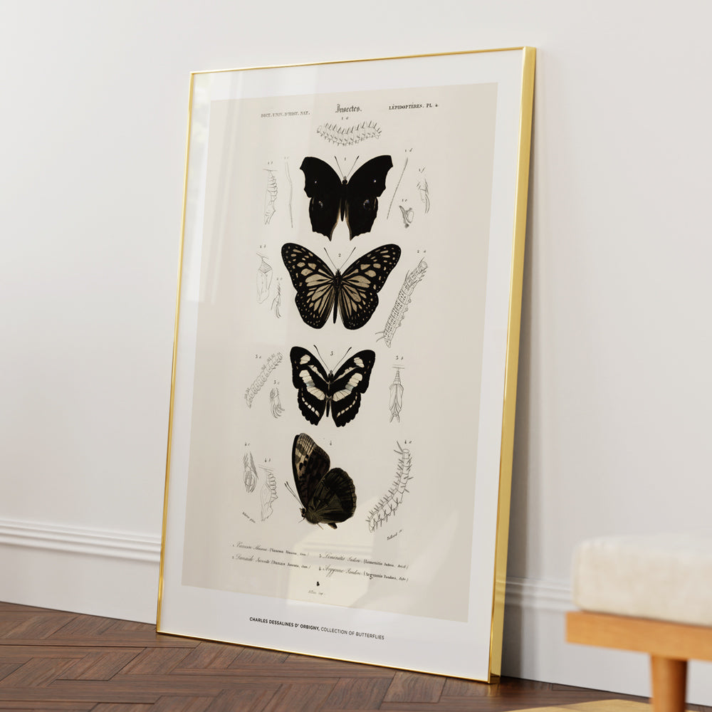 Charles Dessalines D_ Orbigny - Collection of Butterflies - XS / Matte Paper / Rolled Art - Nook At You