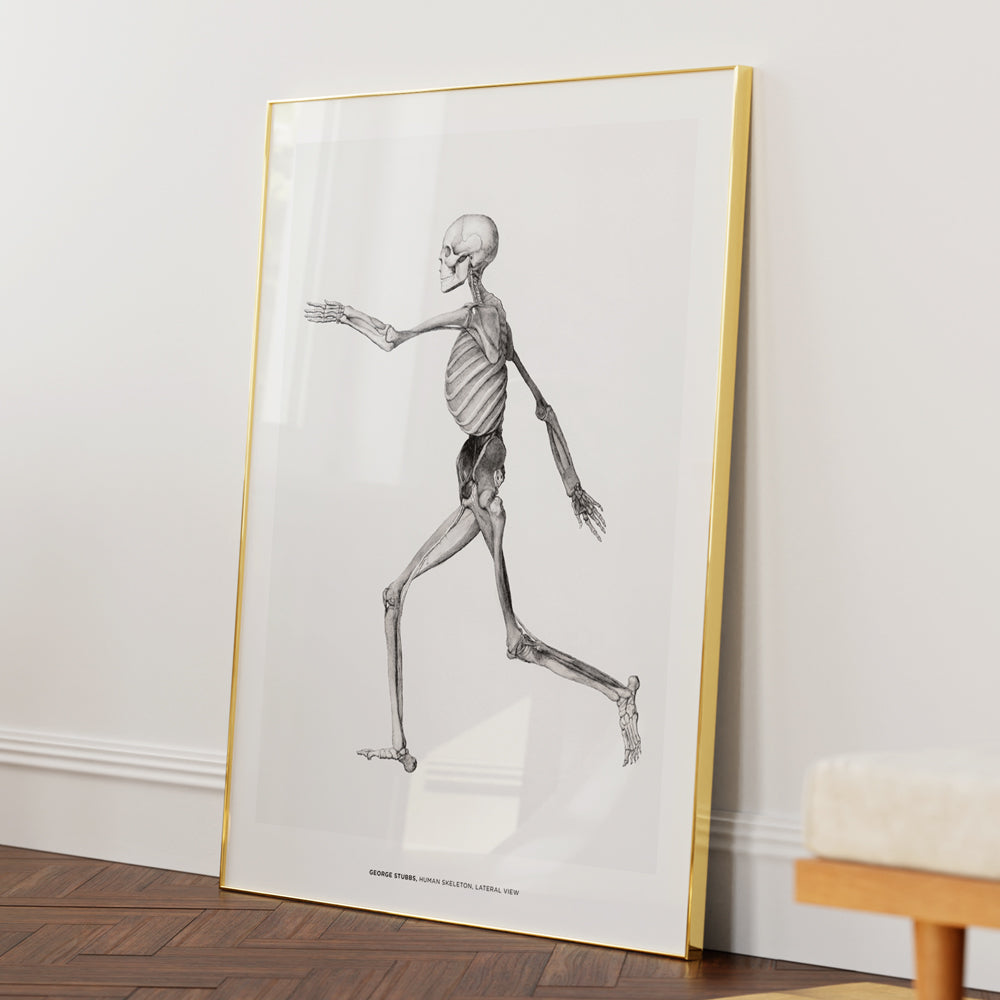 George Stubbs - Human Skeleton Canvas Painting - XS / Matte Paper / Rolled Art - Nook At You