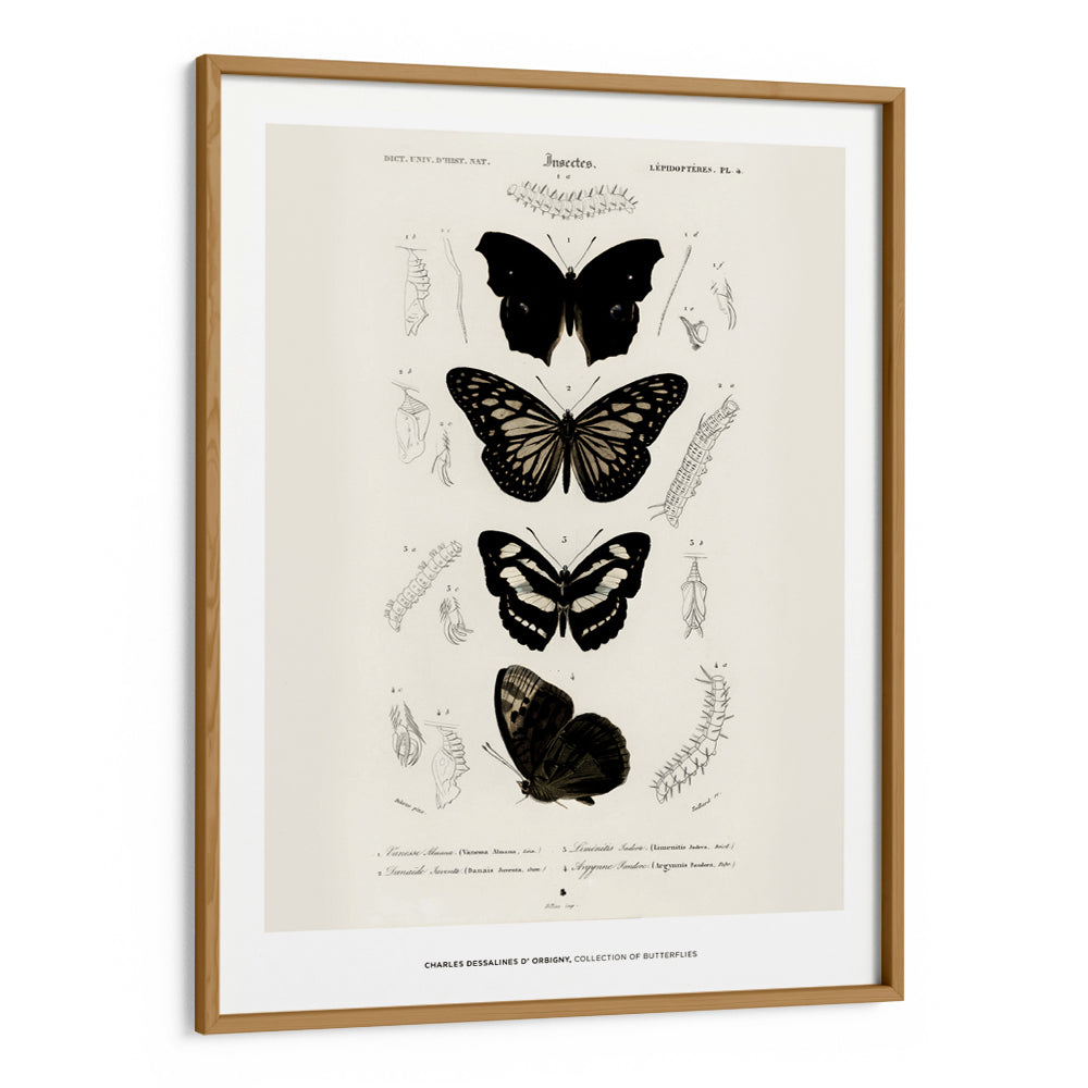 Charles Dessalines D_ Orbigny - Collection of Butterflies - XS / Matte Paper / Rolled Art - Nook At You