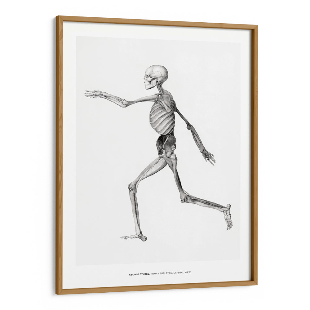 George Stubbs - Human Skeleton Canvas Painting - XS / Matte Paper / Rolled Art - Nook At You