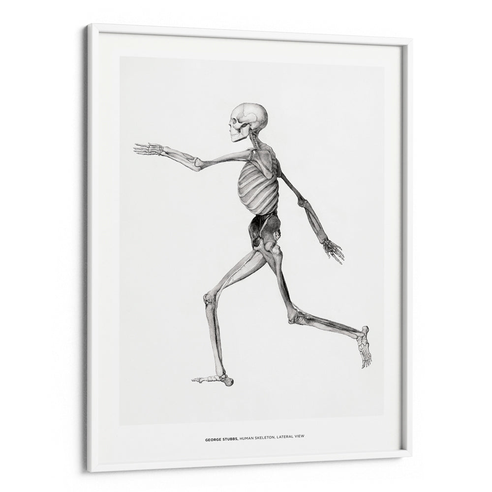 George Stubbs - Human Skeleton Canvas Painting - XS / Matte Paper / Rolled Art - Nook At You