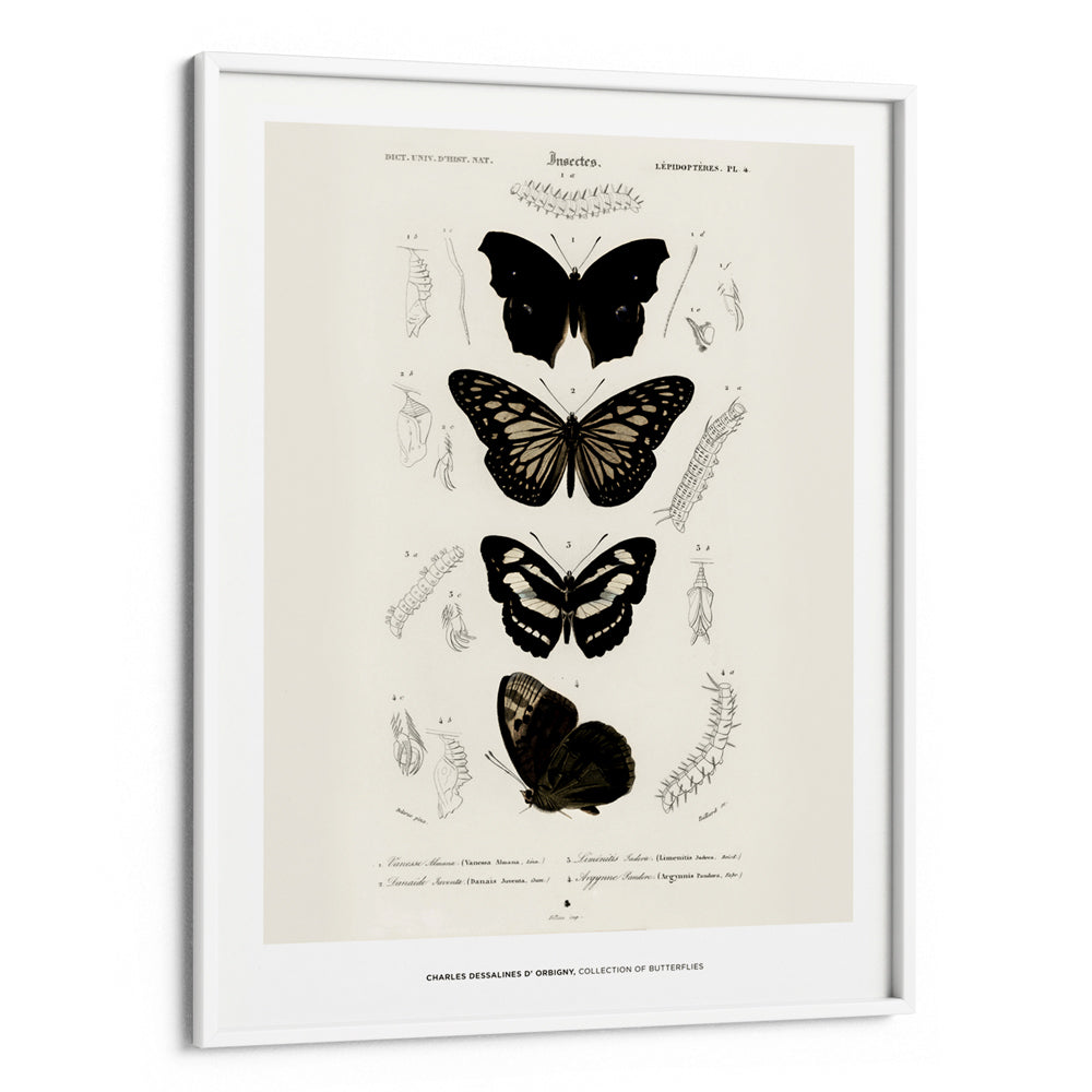 Charles Dessalines D_ Orbigny - Collection of Butterflies - XS / Matte Paper / Rolled Art - Nook At You