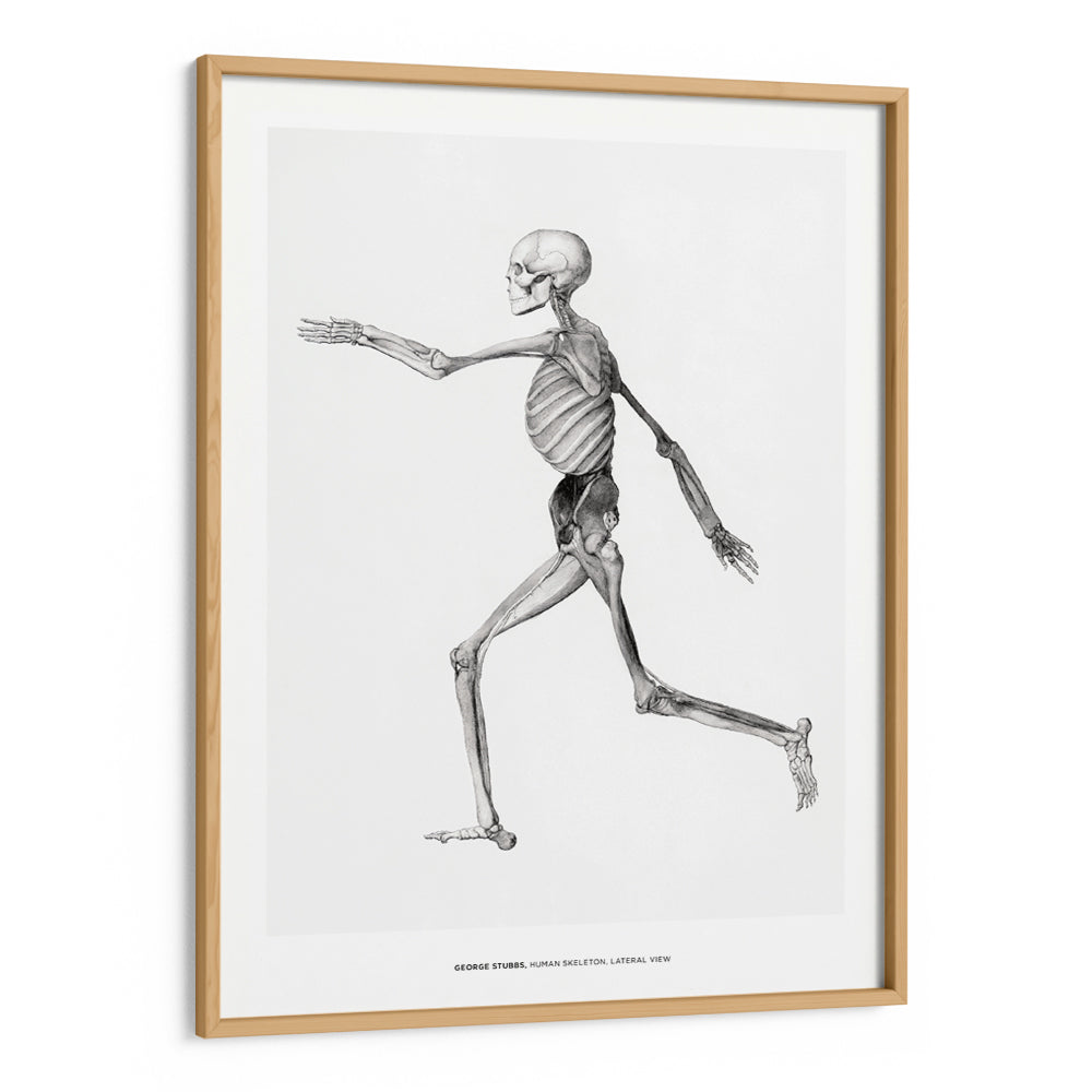 George Stubbs - Human Skeleton Canvas Painting - XS / Matte Paper / Rolled Art - Nook At You