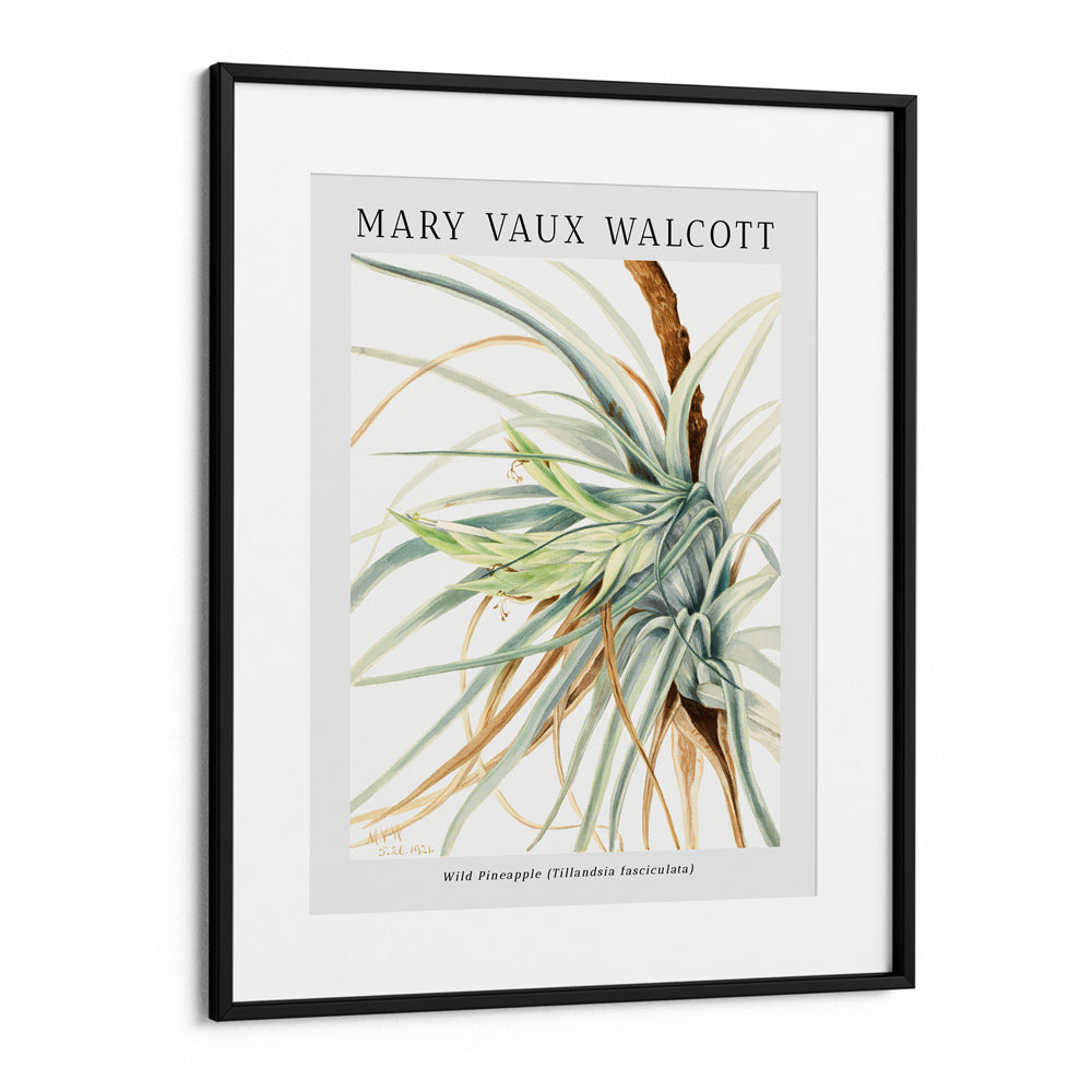 Mary Vaux Walcott - Wild Pineapple - XS / Matte Paper / Rolled Art - Nook At You