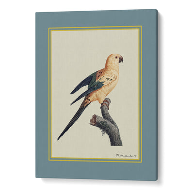 The Golden Parrot II - Teal Nook At You Canvas Gallery Wrap
