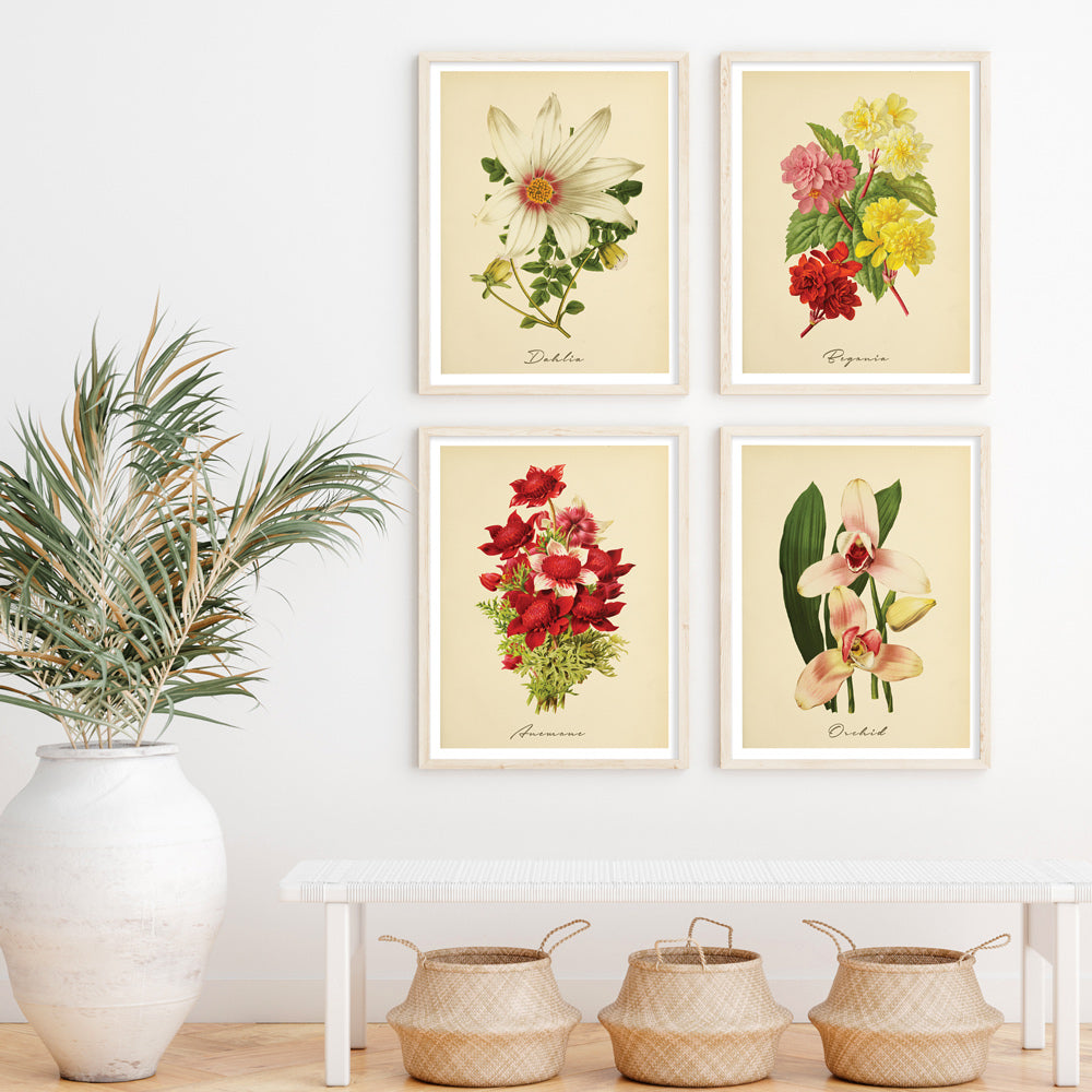 Dahlia - Amber Nook At You Matte Paper Rolled Art