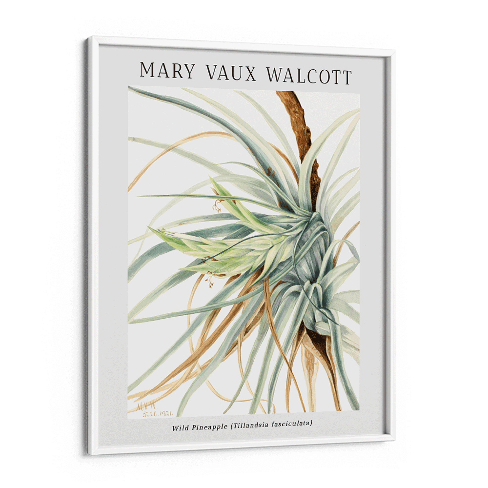 Mary Vaux Walcott - Wild Pineapple - XS / Matte Paper / Rolled Art - Nook At You