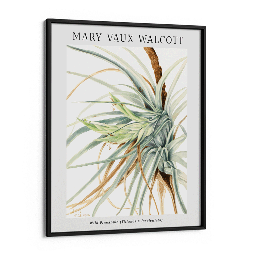 Mary Vaux Walcott - Wild Pineapple - XS / Matte Paper / Rolled Art - Nook At You