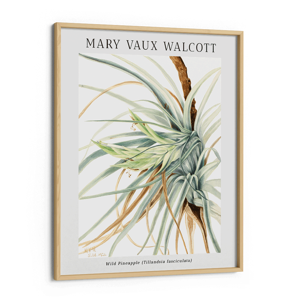 Mary Vaux Walcott - Wild Pineapple - XS / Matte Paper / Rolled Art - Nook At You