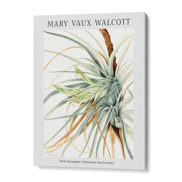 Mary Vaux Walcott - Wild Pineapple Nook At You