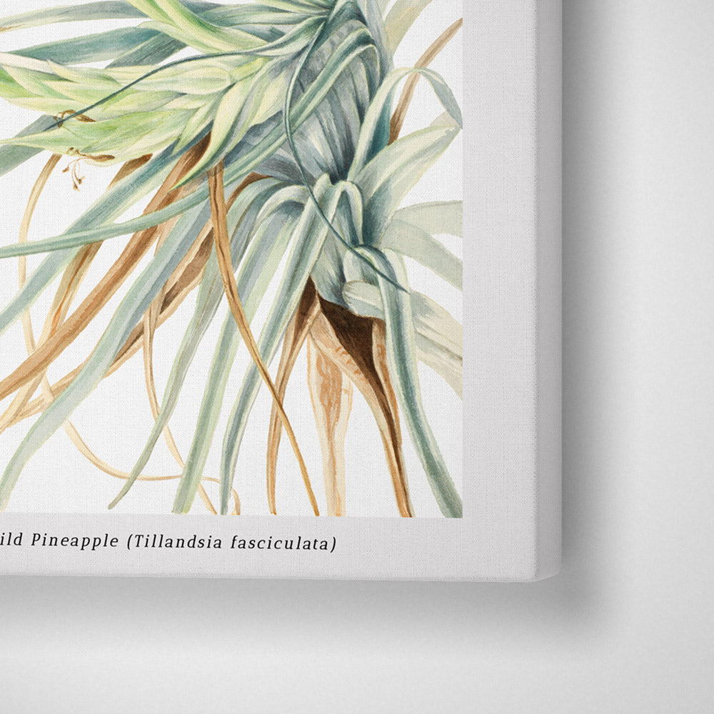 Mary Vaux Walcott - Wild Pineapple - XS / Matte Paper / Rolled Art - Nook At You