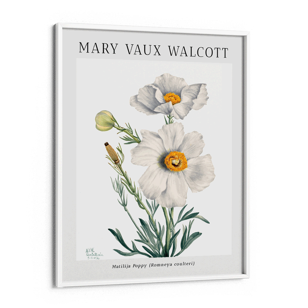 Mary Vaux Walcott - Matilija Poppy - XS / Matte Paper / Rolled Art - Nook At You