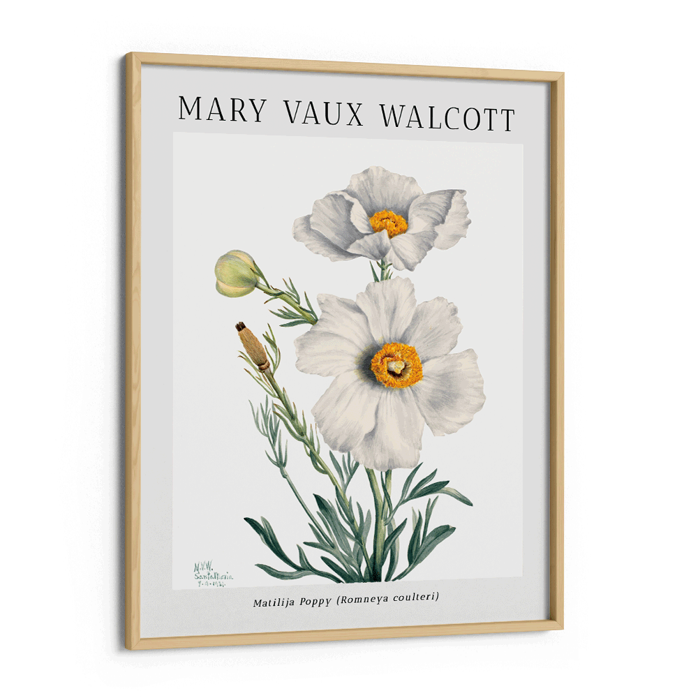 Mary Vaux Walcott - Matilija Poppy - XS / Matte Paper / Rolled Art - Nook At You
