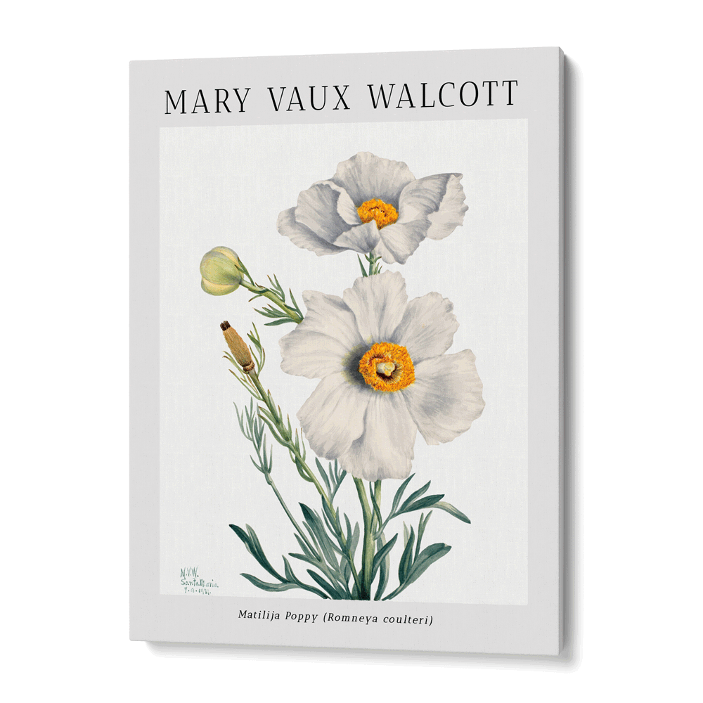 Mary Vaux Walcott - Matilija Poppy Nook At You