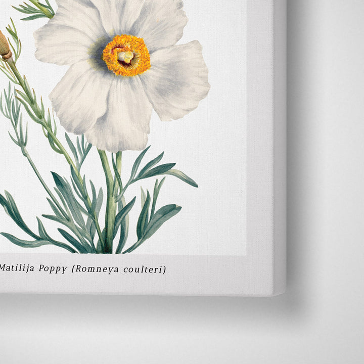 Mary Vaux Walcott - Matilija Poppy Nook At You Canvas Gallery Wrap