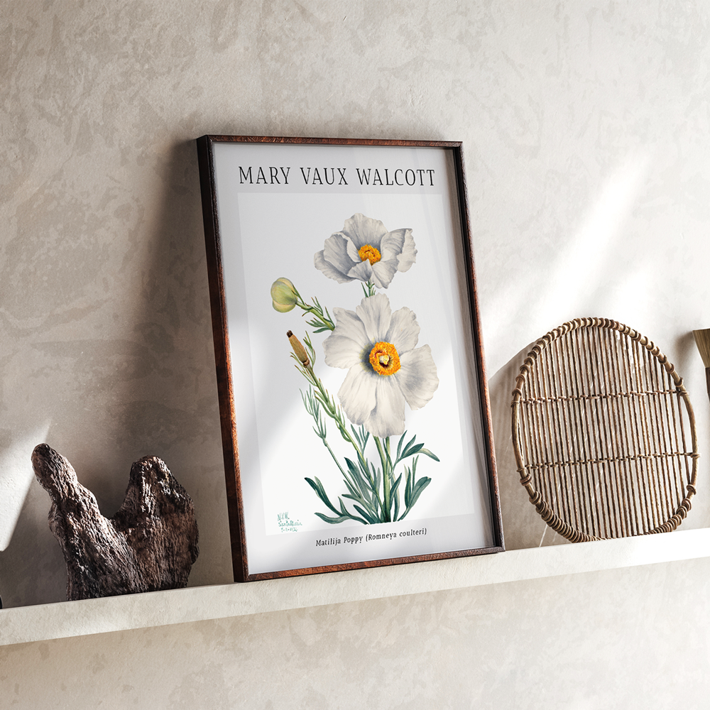 Mary Vaux Walcott - Matilija Poppy Nook At You Matte Paper Rolled Art