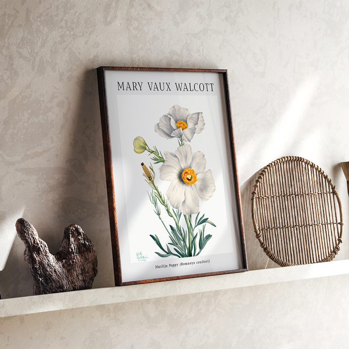Mary Vaux Walcott - Matilija Poppy Nook At You Matte Paper Rolled Art