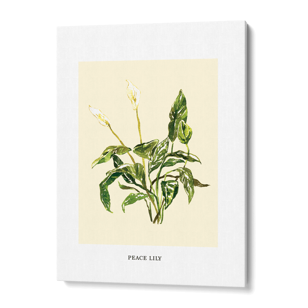 peace lily watercolor Peace Lilly Botanical Wall Art Print – Nook At You