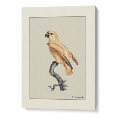 The Golden Parrot I - Beige Nook At You Canvas Gallery Wrap
