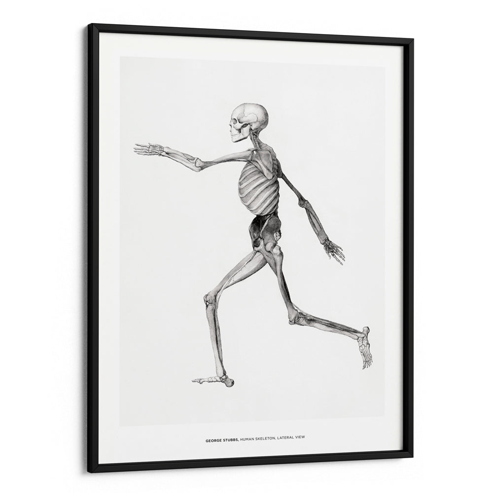 George Stubbs - Human Skeleton Canvas Painting - XS / Matte Paper / Rolled Art - Nook At You