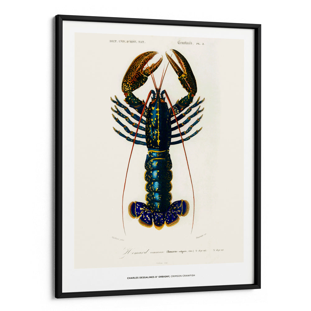 Charles Dessalines D_ Orbigny - Crimson Crawfish - 5XL / Canvas / Rolled Art - Nook At You