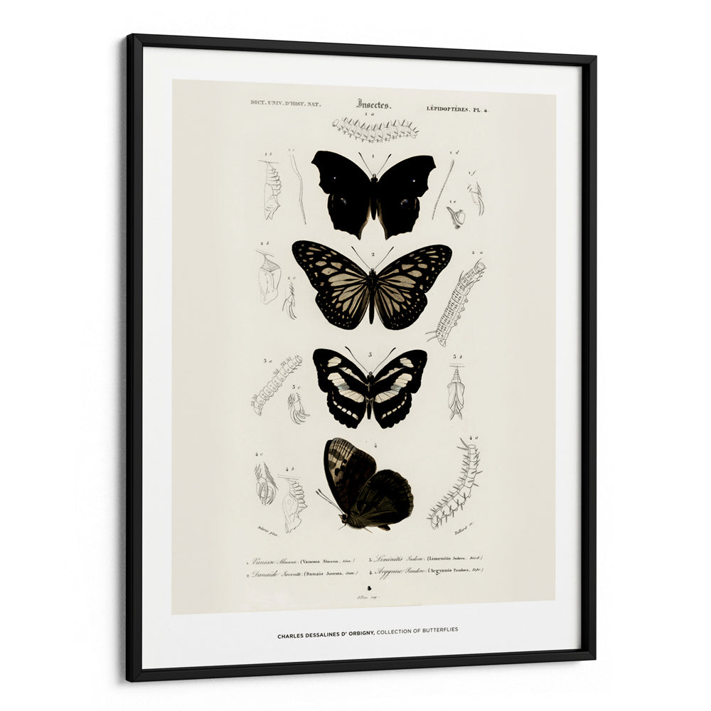 Charles Dessalines D_ Orbigny - Collection of Butterflies - XS / Matte Paper / Rolled Art - Nook At You