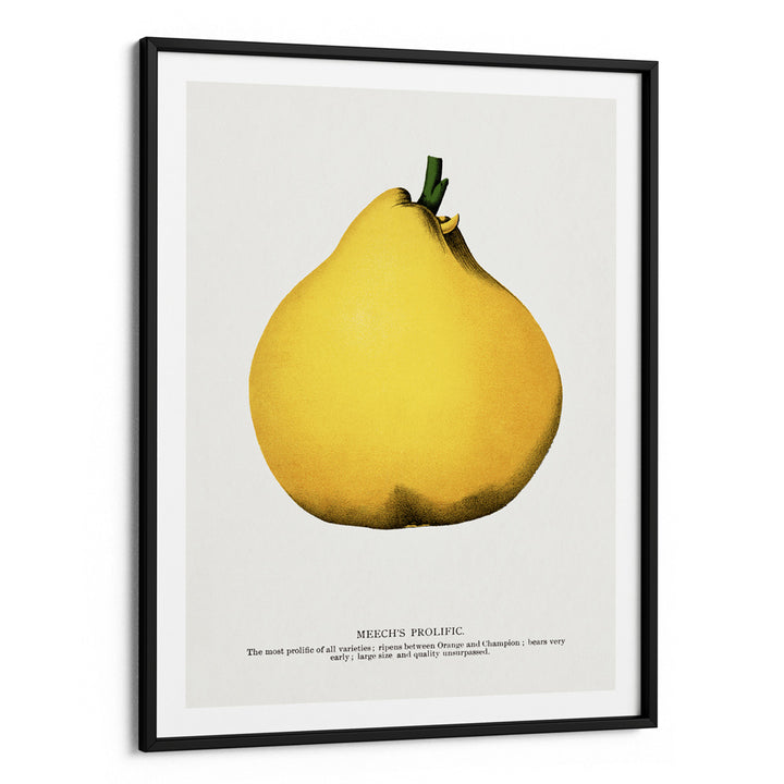 Meech's Prolific Pear Lithograph