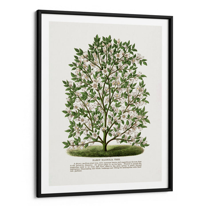 Hardy Magnolia Tree Lithograph