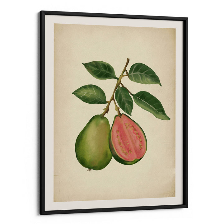 Vintage guava
