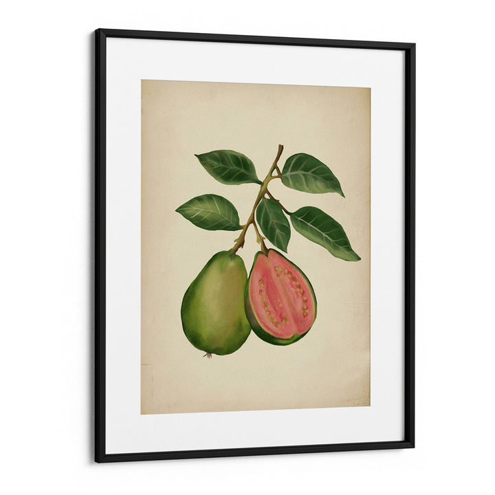 Vintage guava