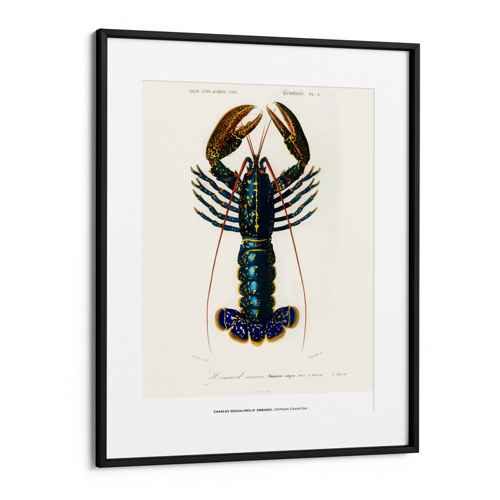 Charles Dessalines D_ Orbigny - Crimson Crawfish - 5XL / Canvas / Rolled Art - Nook At You