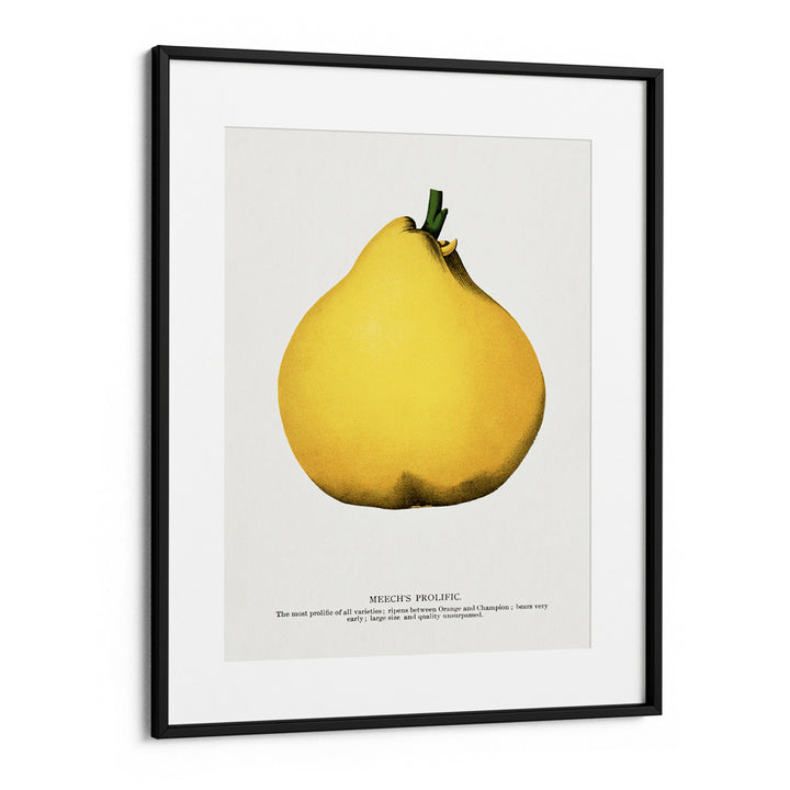 Meech's Prolific Pear Lithograph