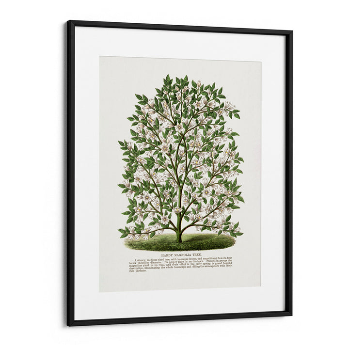 Hardy Magnolia Tree Lithograph