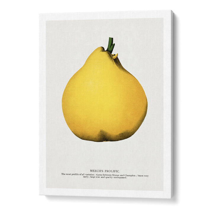 Meech's Prolific Pear Lithograph