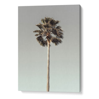 Palm 1
