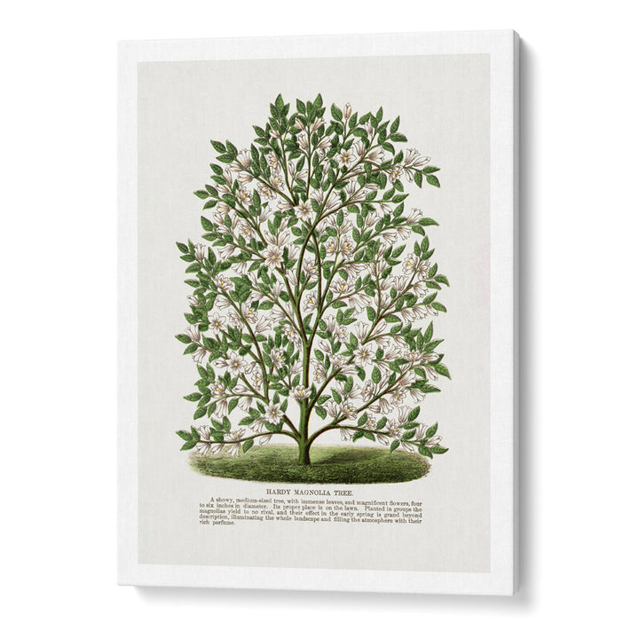 Hardy Magnolia Tree Lithograph