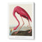 John James Audubon - Pink Flamingo Birds of America