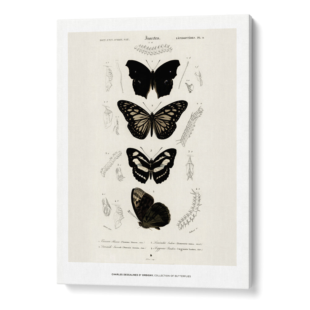 Charles Dessalines D_ Orbigny - Collection of Butterflies - XS / Matte Paper / Rolled Art - Nook At You