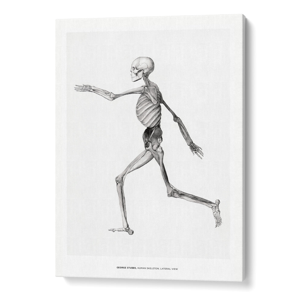 George Stubbs - Human Skeleton Canvas Painting - XS / Matte Paper / Rolled Art - Nook At You