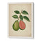 Vintage guava