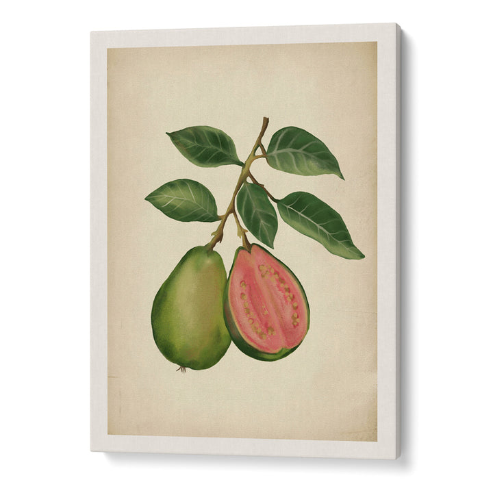 Vintage guava