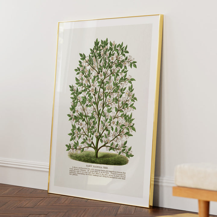 Hardy Magnolia Tree Lithograph