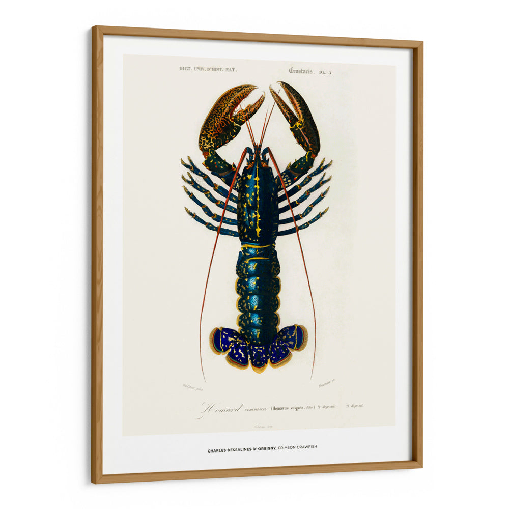 Charles Dessalines D_ Orbigny - Crimson Crawfish - 5XL / Canvas / Rolled Art - Nook At You