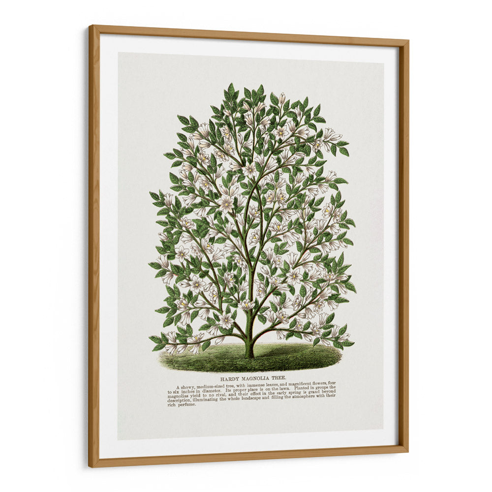 Hardy Magnolia Tree Lithograph