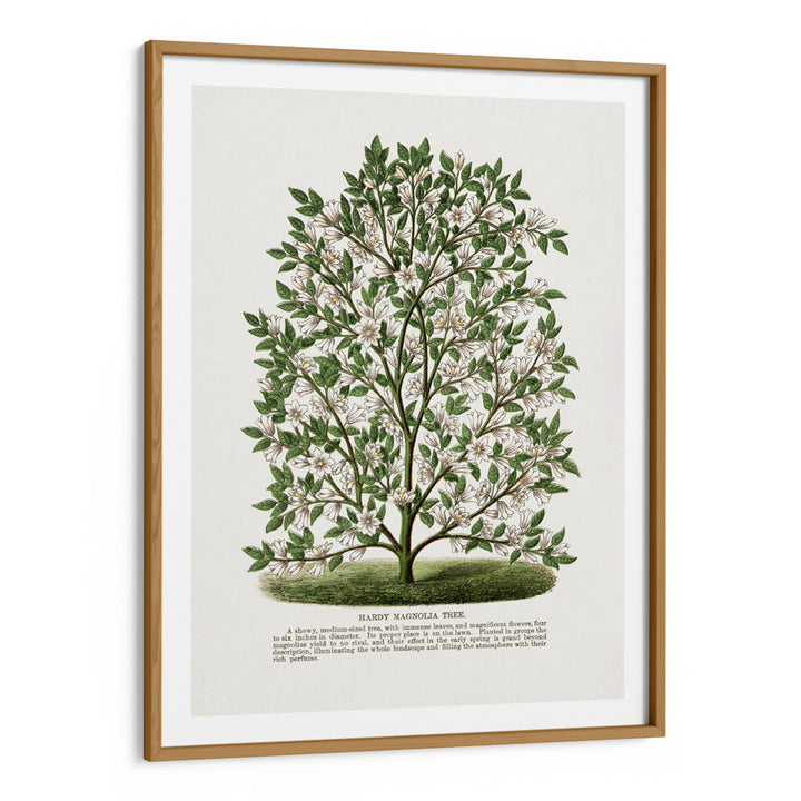 Hardy Magnolia Tree Lithograph