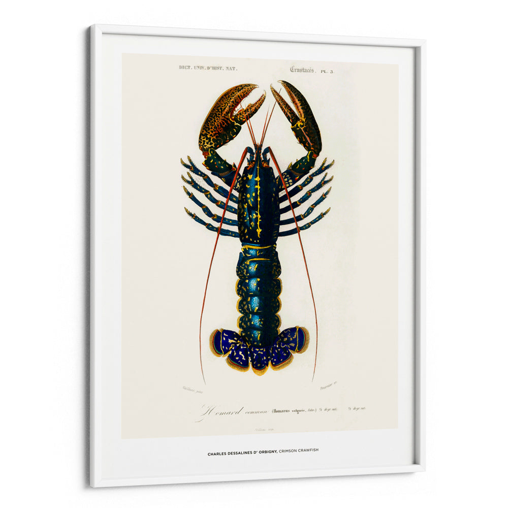 Charles Dessalines D_ Orbigny - Crimson Crawfish - 5XL / Canvas / Rolled Art - Nook At You