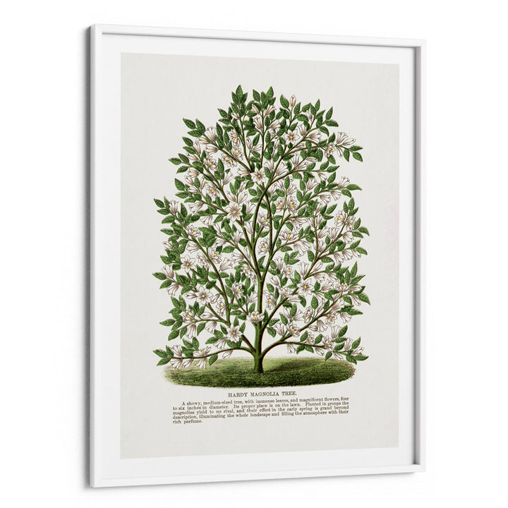 Hardy Magnolia Tree Lithograph